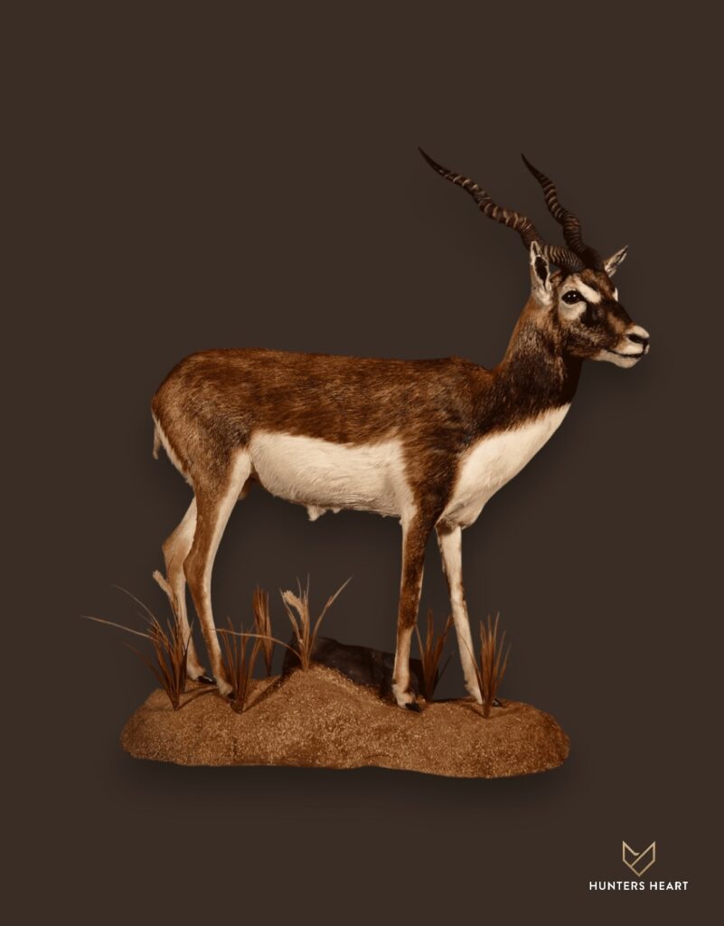 ALT TEXT|Indian Blackbuck Life-Size mount Taxidermy - Exclusive Mount