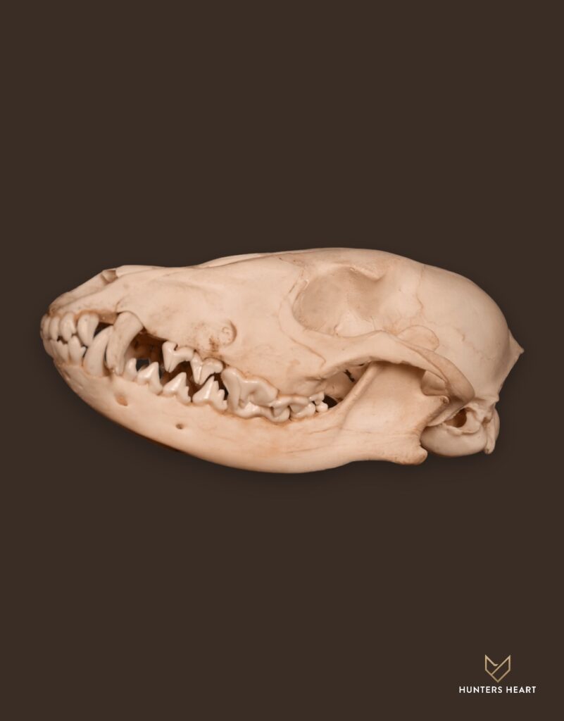 ALT TEXT|Jackal Bleached skull Taxidermy - Exclusive Mount