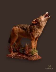 Jackal Life-Size mount Taxidermy - Premium Edition