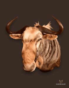 ALT TEXT|Kings Wildebeest Wall Mount Taxidermy - Premium Edition