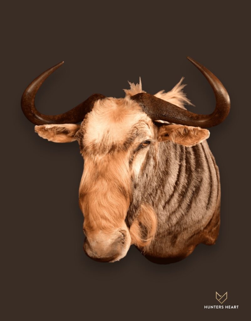 ALT TEXT|Kings Wildebeest Wall Mount Taxidermy - Premium Edition