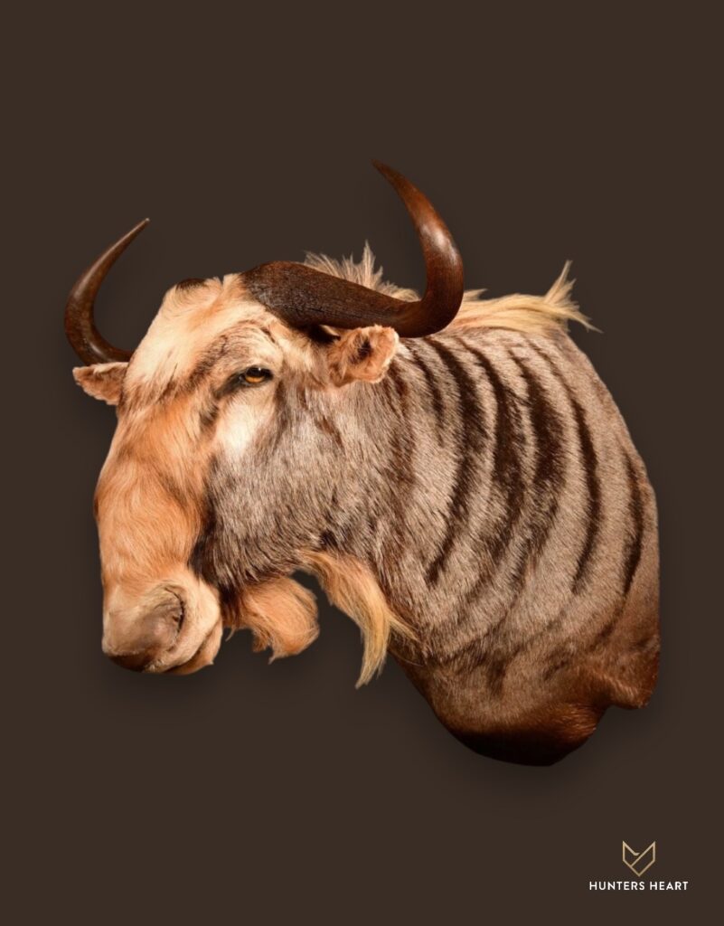ALT TEXT|Kings Wildebeest Wall Mount Taxidermy - Exclusive Mount