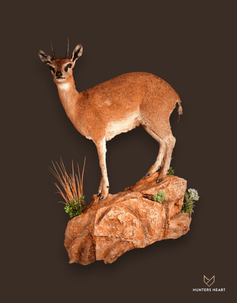 ALT TEXT|Klipspringer Life-Size mount Taxidermy - Premium Edition