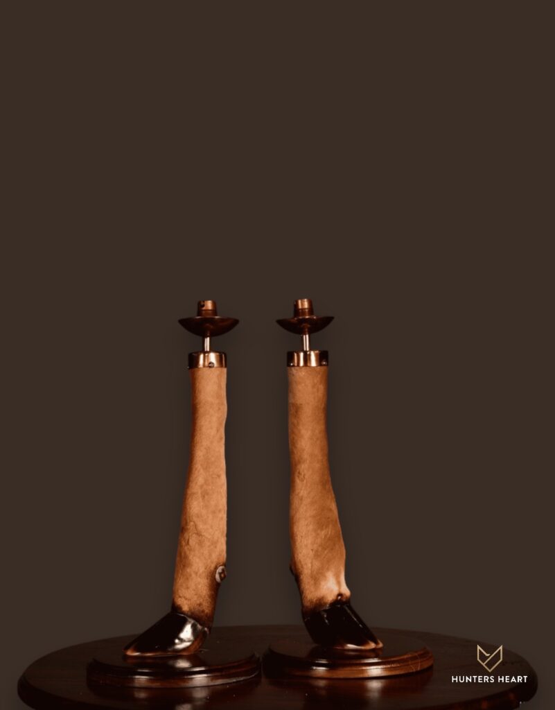ALT TEXT|Greater Kudu Curios Taxidermy - Classic Display