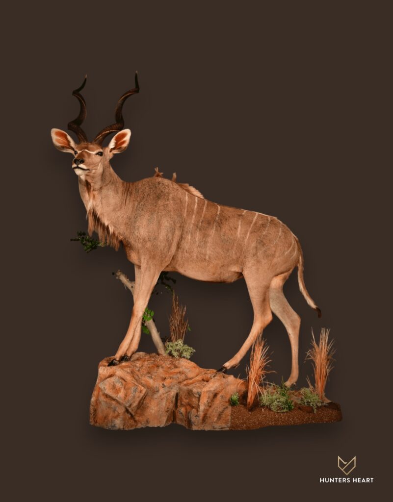 ALT TEXT|Greater Kudu Life-Size mount Taxidermy - Signature Series