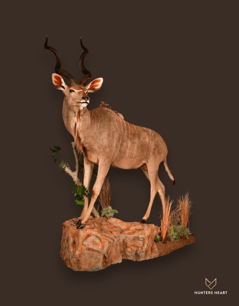 ALT TEXT|Greater Kudu Life-Size mount Taxidermy - Heritage Quality