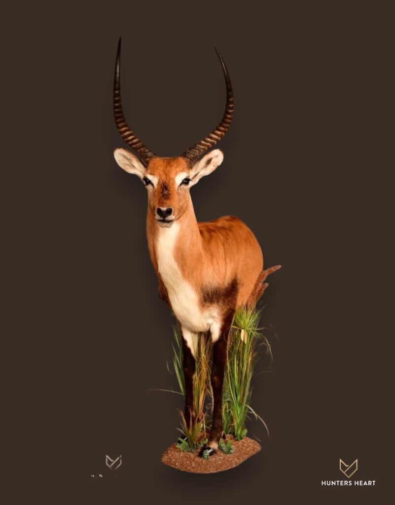 ALT TEXT|Lechwe Half Mount Taxidermy - Classic Display