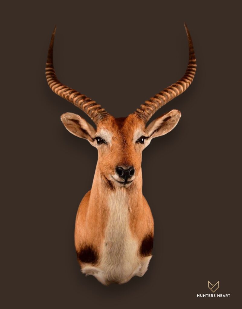 ALT TEXT|Lechwe Wall Mount Taxidermy - Masterpiece Collection