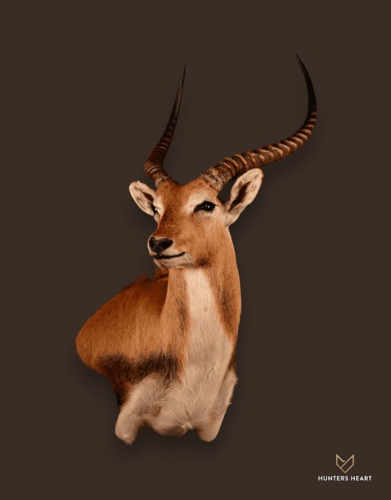 ALT TEXT|Lechwe Wall Mount Taxidermy - Signature Series