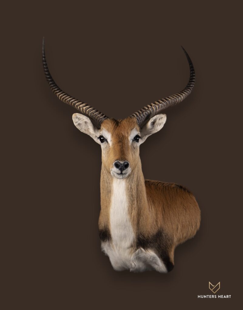 ALT TEXT|Lechwe Wall Mount Taxidermy - Heritage Quality
