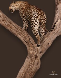 ALT TEXT|Leopard Life-Size mount Taxidermy - Premium Edition