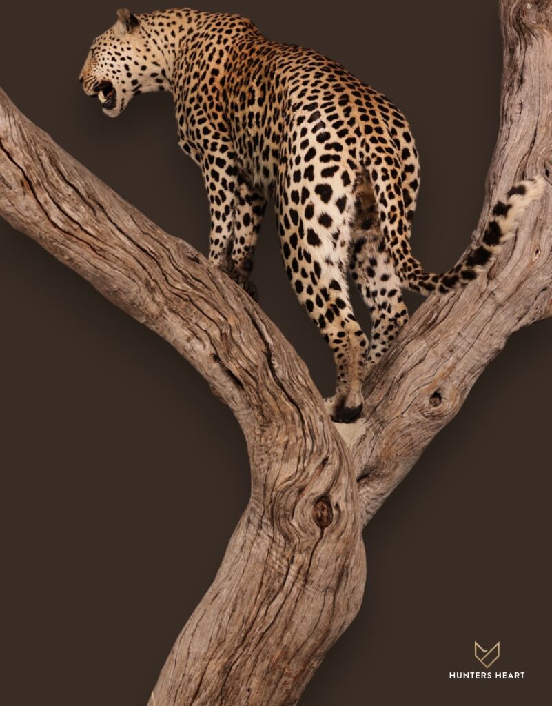 ALT TEXT|Leopard Life-Size mount Taxidermy - Premium Edition