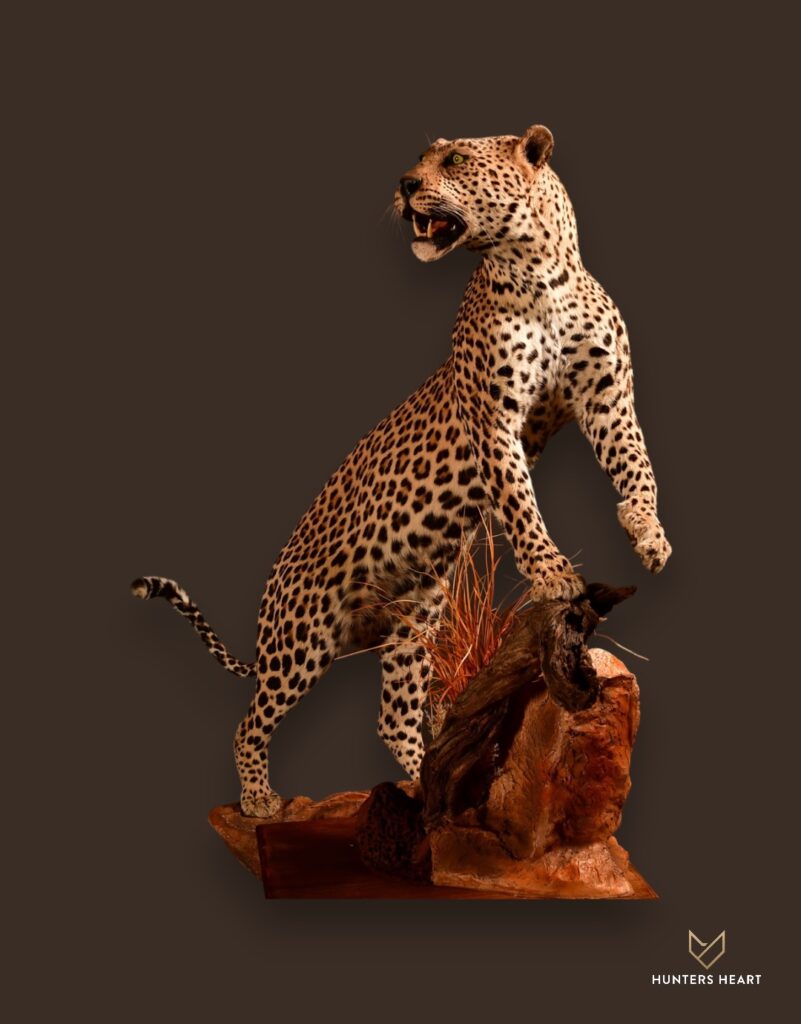 ALT TEXT|Leopard Life-Size mount Taxidermy - Exclusive Mount
