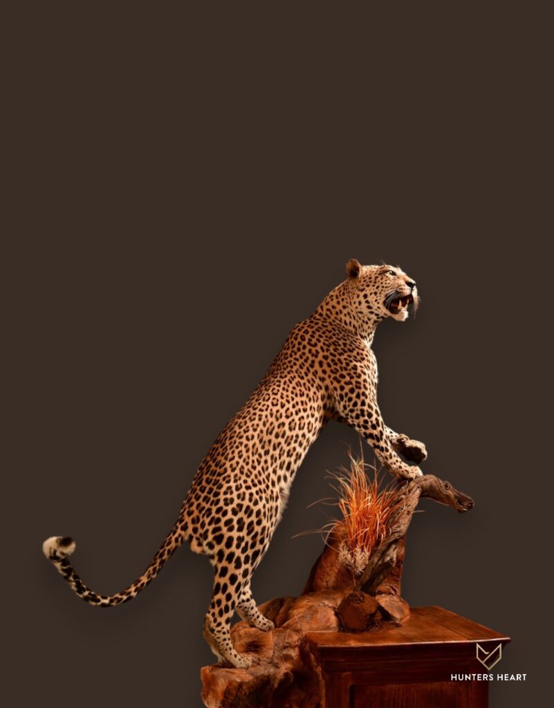 ALT TEXT|Leopard Life-Size mount Taxidermy - Masterpiece Collection