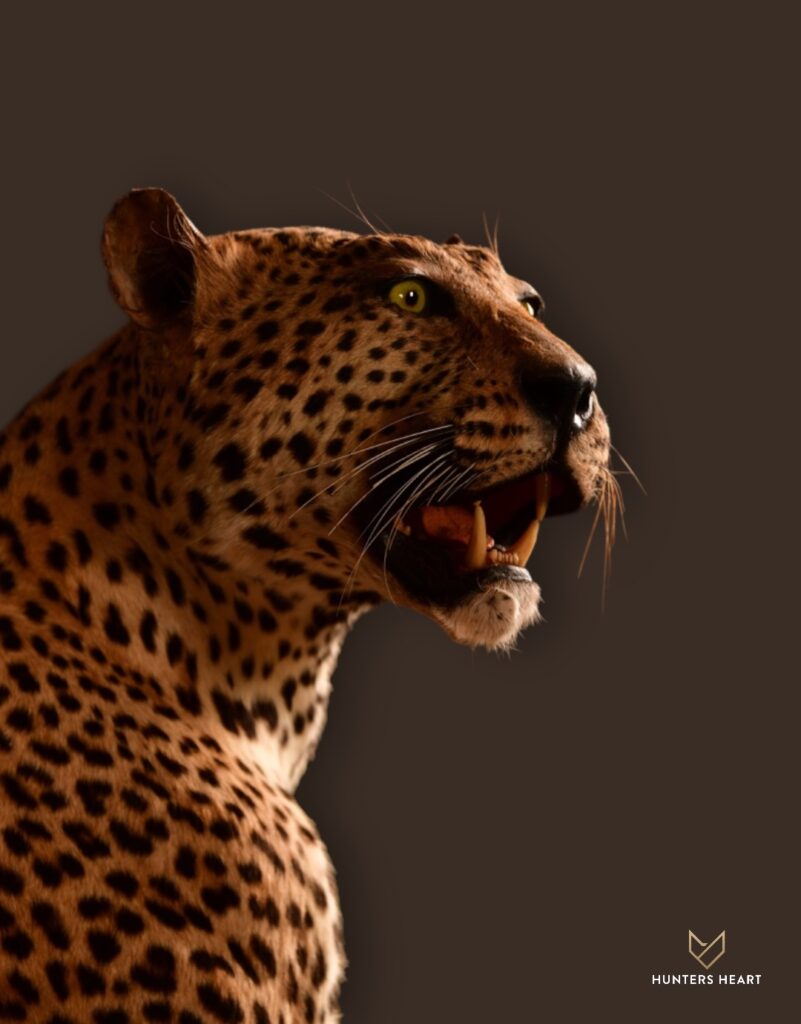 ALT TEXT|Leopard Life-Size mount Taxidermy - Heritage Quality