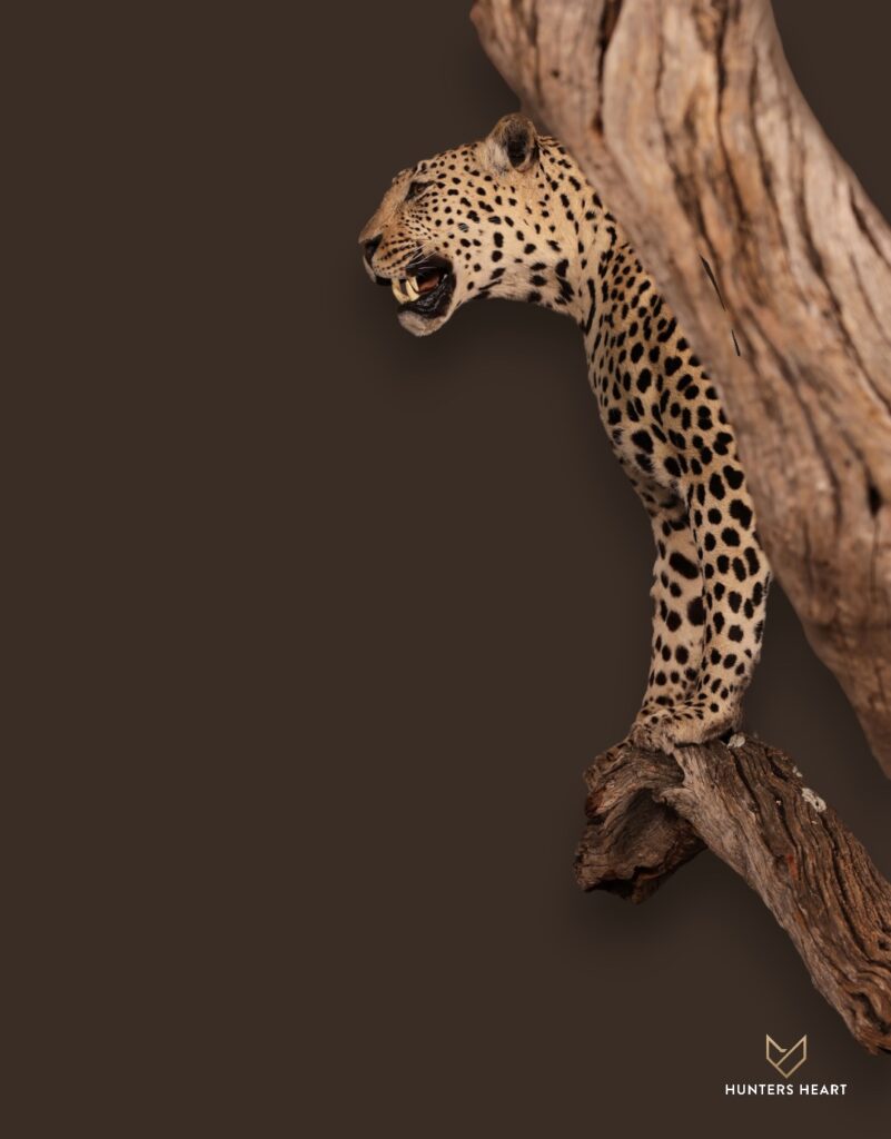 ALT TEXT|Leopard Life-Size mount Taxidermy - Prestige Line