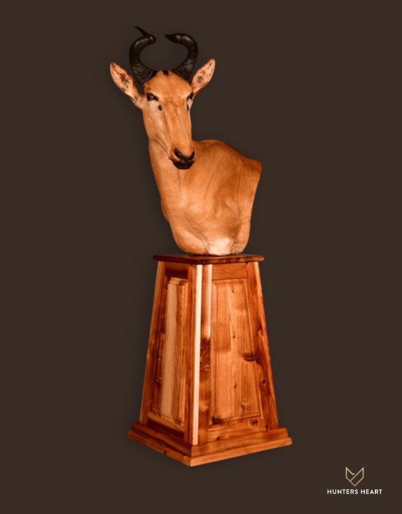 ALT TEXT|Lichtenstein Hartebeest Floor Pedestal Mount Taxidermy - Premium Edition