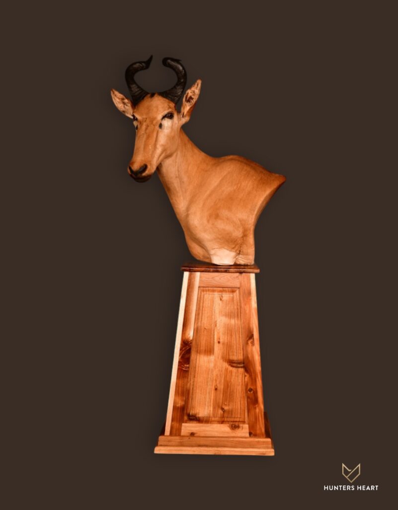 ALT TEXT|Lichtenstein Hartebeest Floor Pedestal Mount Taxidermy - Exclusive Mount