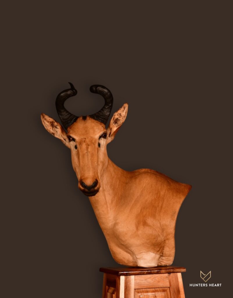 ALT TEXT|Lichtenstein Hartebeest Floor Pedestal Mount Taxidermy - Masterpiece Collection