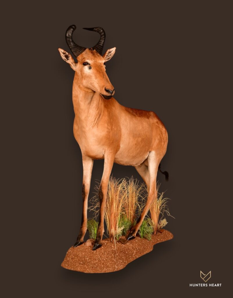 ALT TEXT|Lichtenstein Hartebeest Life-Size mount Taxidermy - Signature Series