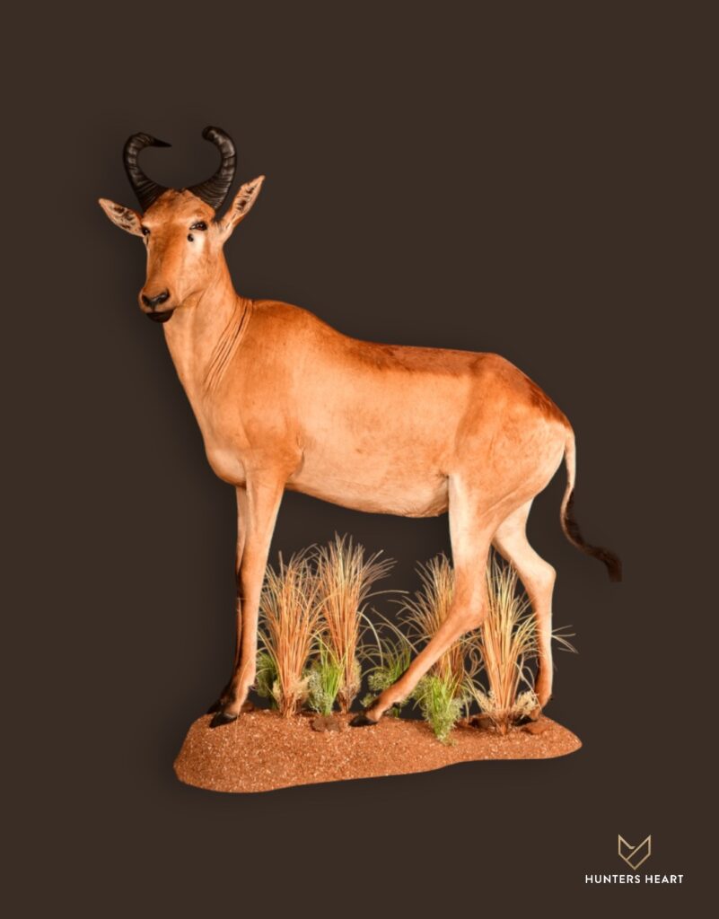 Lichtenstein Hartebeest Life-Size mount Taxidermy - Heritage Quality