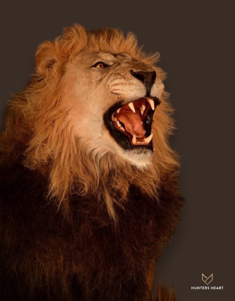 ALT TEXT|Lion Life-Size mount Taxidermy - Premium Edition