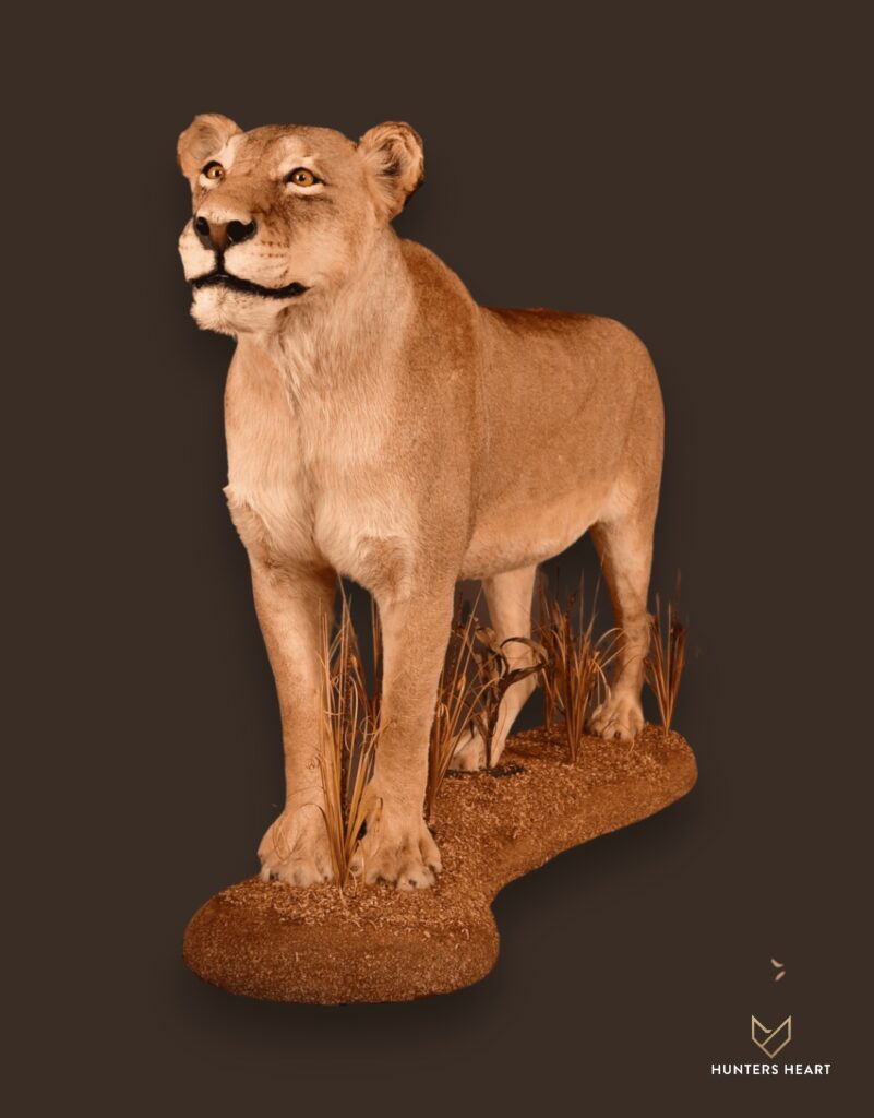 ALT TEXT|Lion Life-Size mount Taxidermy - Exclusive Mount