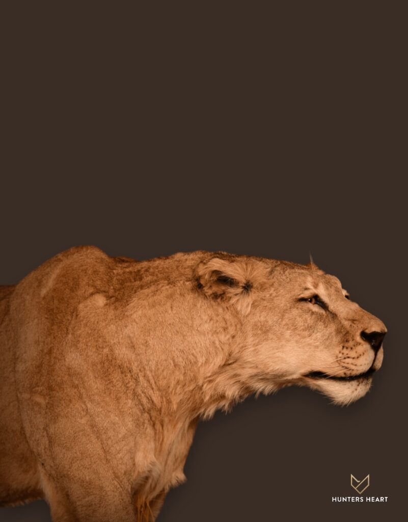 Lion Life-Size mount Taxidermy - Masterpiece Collection