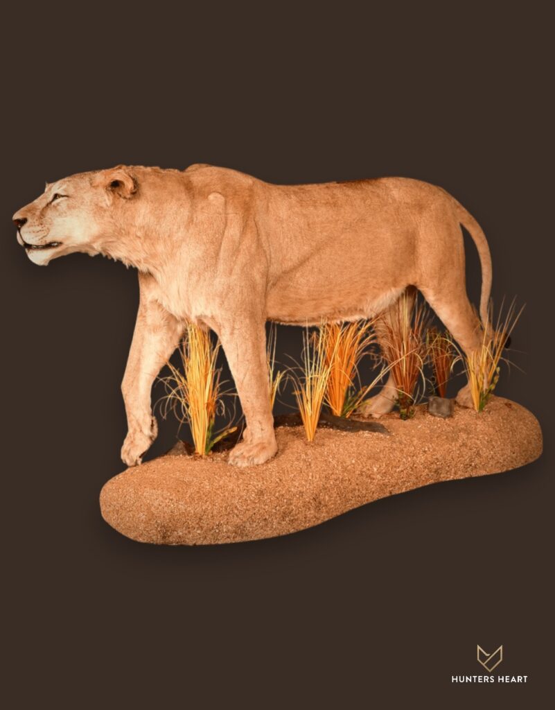 ALT TEXT|Lion Life-Size mount Taxidermy - Signature Series