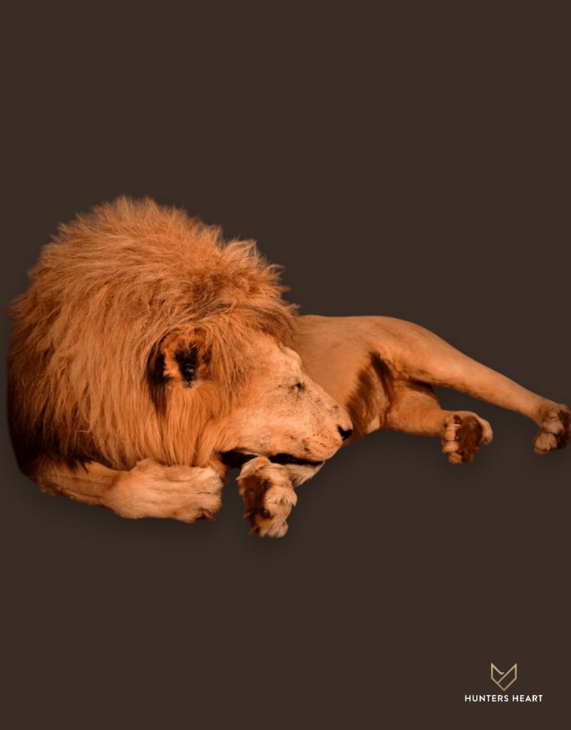 ALT TEXT|Lion Life-Size mount Taxidermy - Classic Display