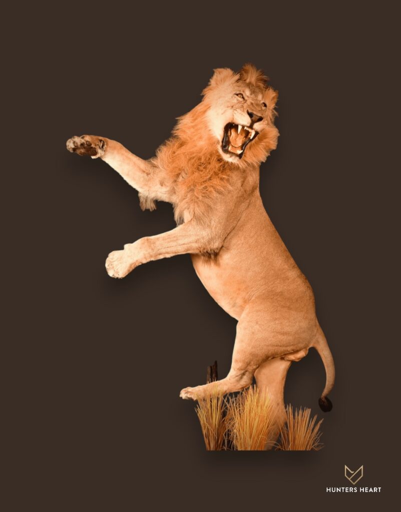 ALT TEXT|Lion Life-Size mount Taxidermy - Artisan Design