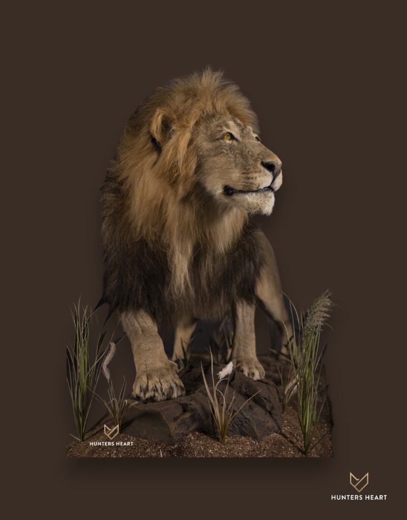 ALT TEXT|Lion Life-Size mount Taxidermy - Premium Edition