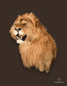 ALT TEXT|Lion Shoulder Mount Taxidermy - Masterpiece Collection