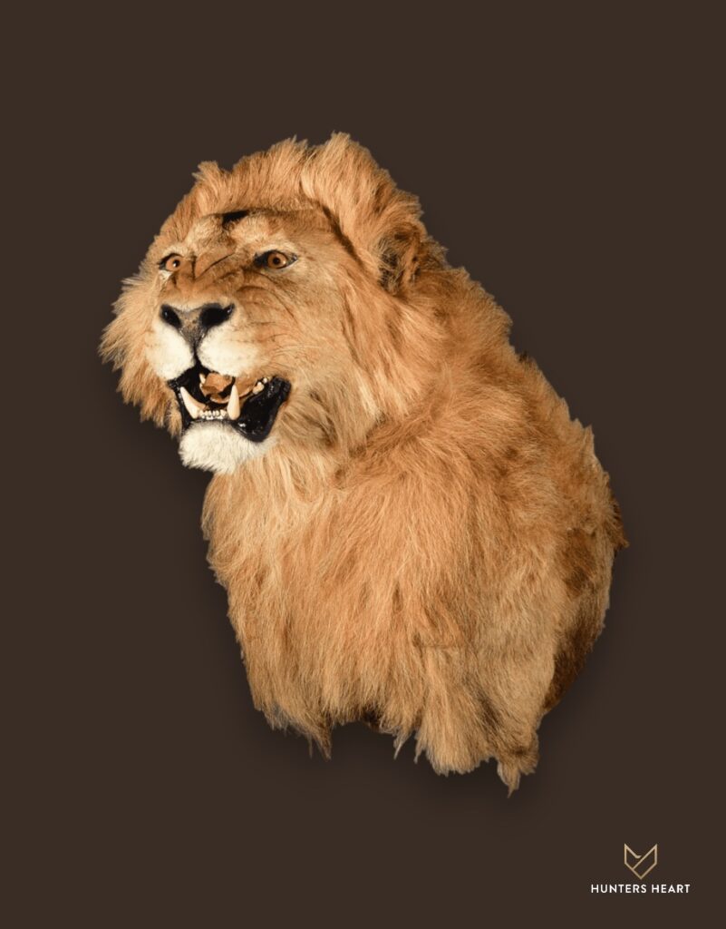 ALT TEXT|Lion Shoulder Mount Taxidermy - Masterpiece Collection