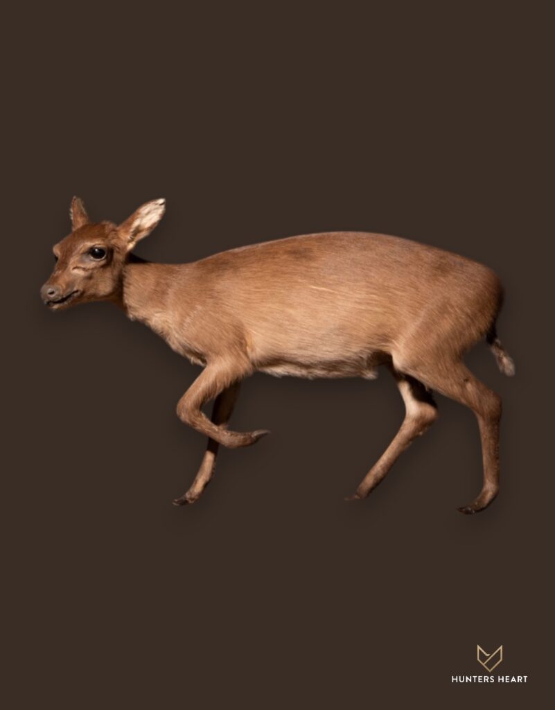 ALT TEXT|Maxwell Duiker Life-Size mount Taxidermy - Premium Edition