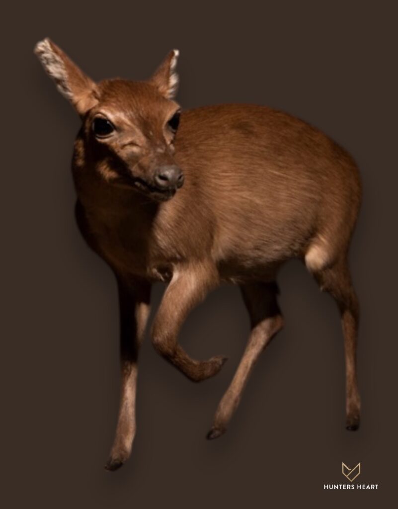 ALT TEXT|Maxwell Duiker Life-Size mount Taxidermy - Exclusive Mount