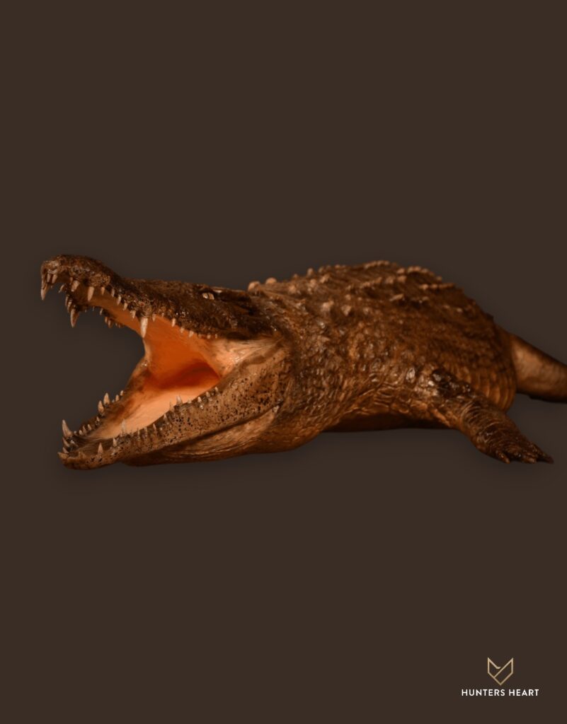 ALT TEXT|Nile Crocodile Life-Size mount Taxidermy - Heritage Quality