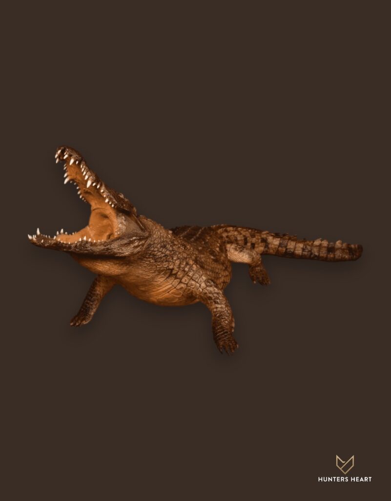 ALT TEXT|Nile Crocodile Life-Size mount Taxidermy - Elite Selection