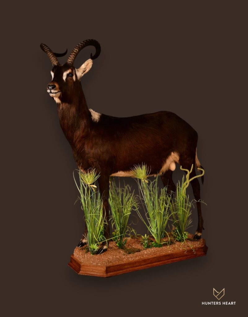ALT TEXT|Nile Lechwe Life-Size mount Taxidermy - Premium Edition
