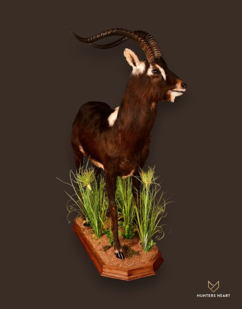 Nile Lechwe Life-Size mount Taxidermy - Exclusive Mount