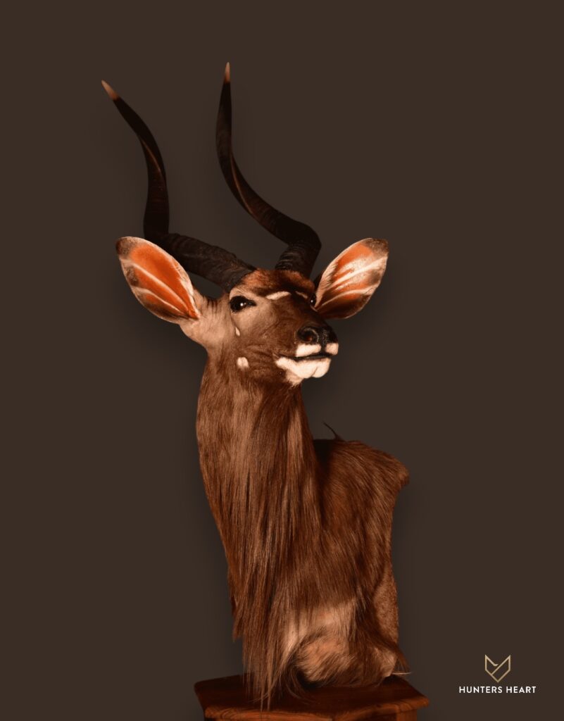 ALT TEXT|Nyala Floor Pedestal Mount Taxidermy - Premium Edition