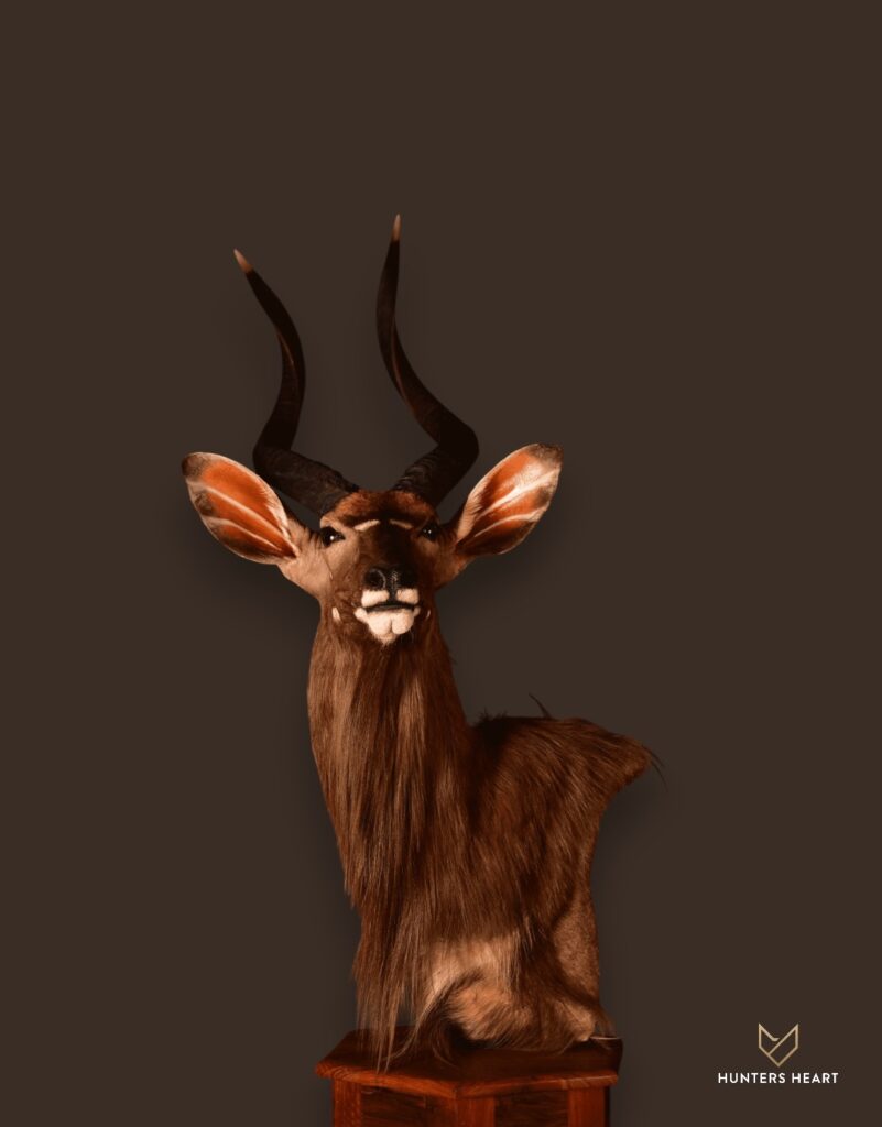 ALT TEXT|Nyala Floor Pedestal Mount Taxidermy - Exclusive Mount