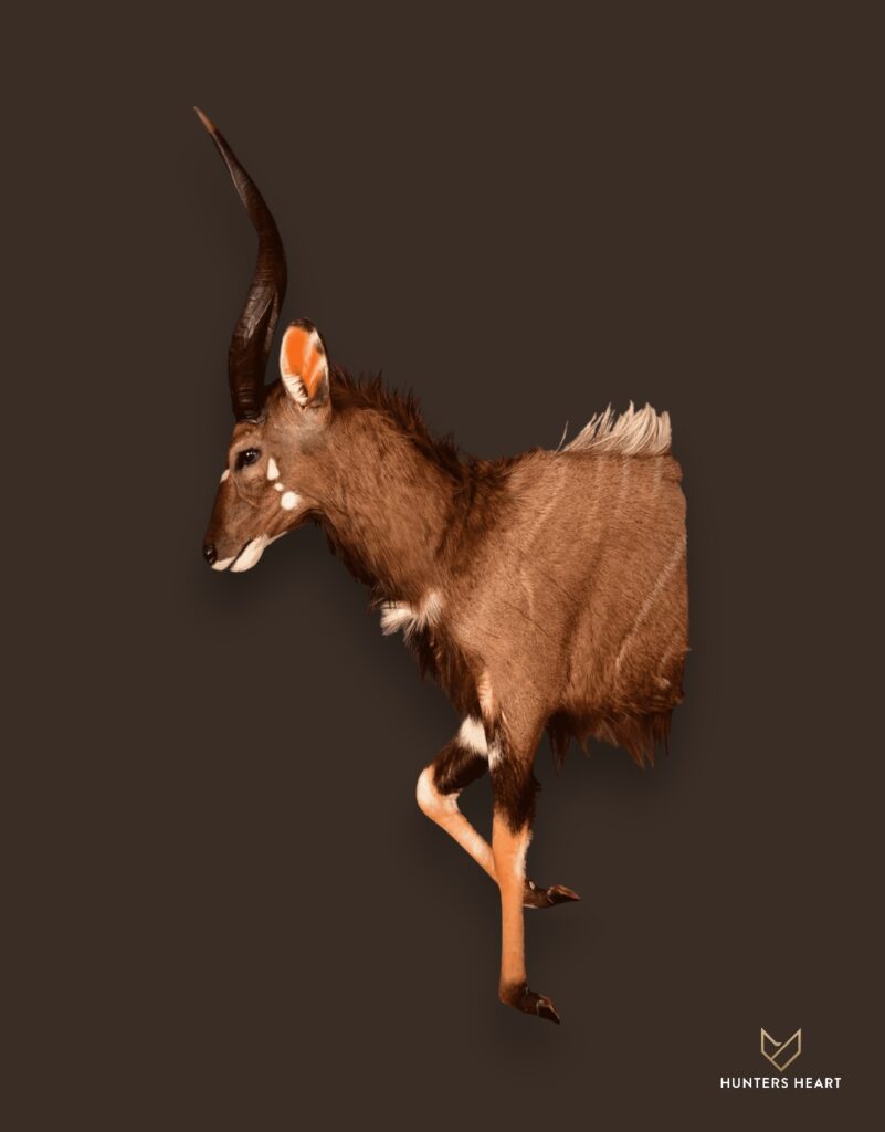 ALT TEXT|Nyala Half Mount Taxidermy - Prestige Line
