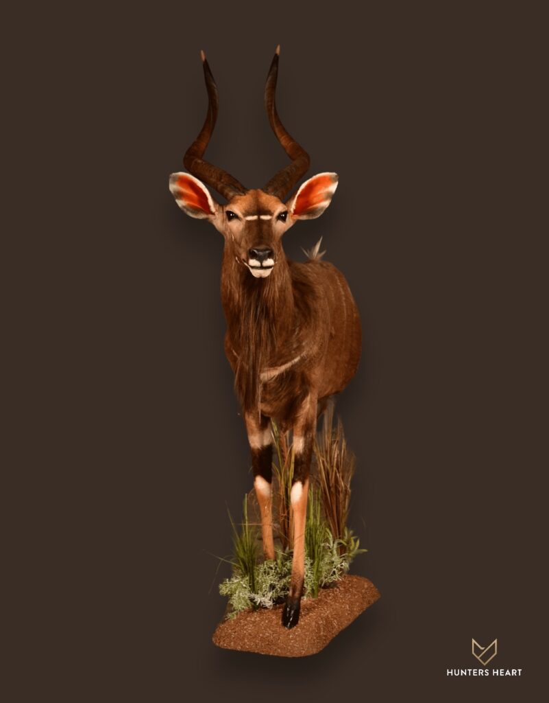 ALT TEXT|Nyala Half Mount Taxidermy - Elite Selection