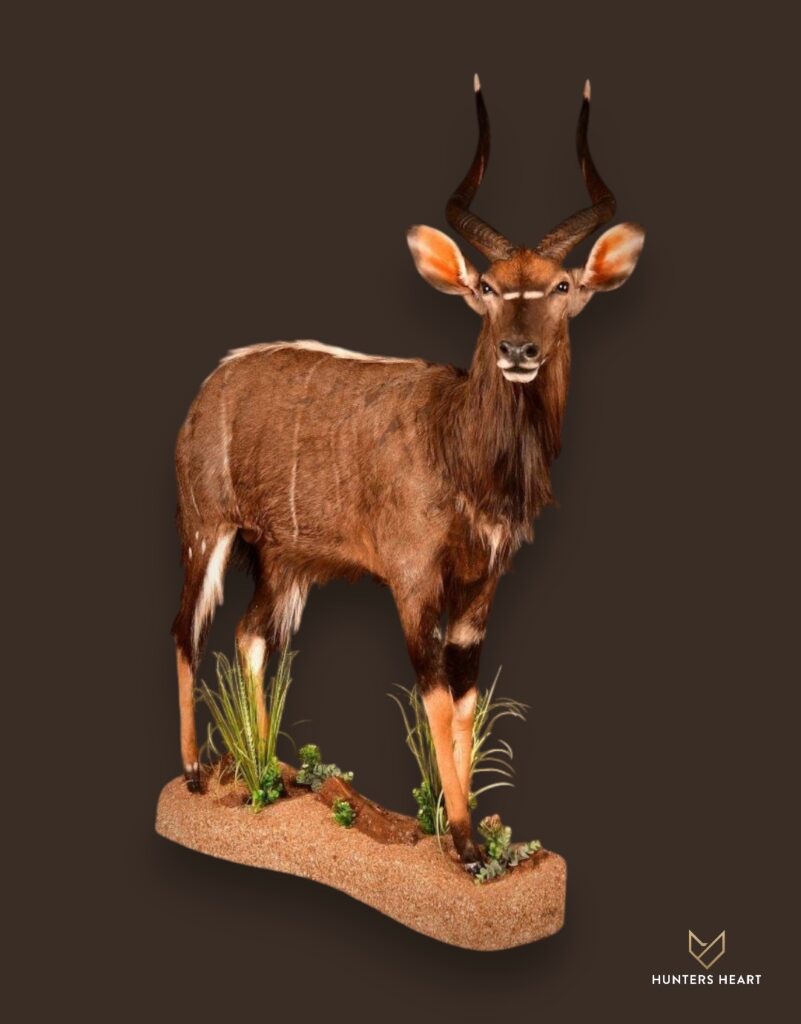 ALT TEXT|Nyala Life-Size mount Taxidermy - Masterpiece Collection