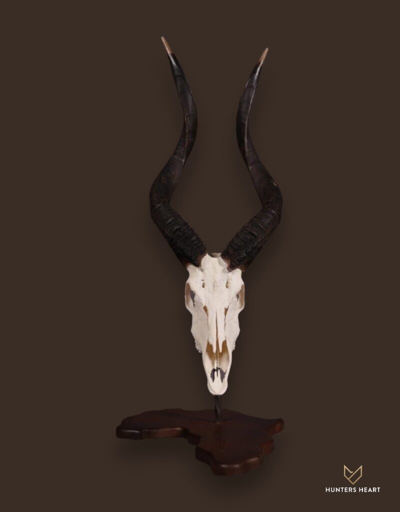 ALT TEXT|Nyala Tabletop Mount Taxidermy - Custom Craftsmanship