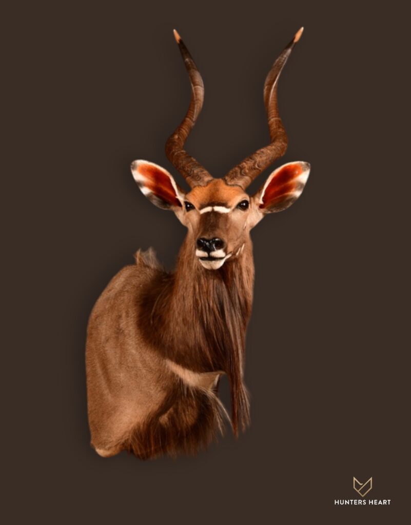 ALT TEXT|Nyala Wall Mount Taxidermy - Signature Series