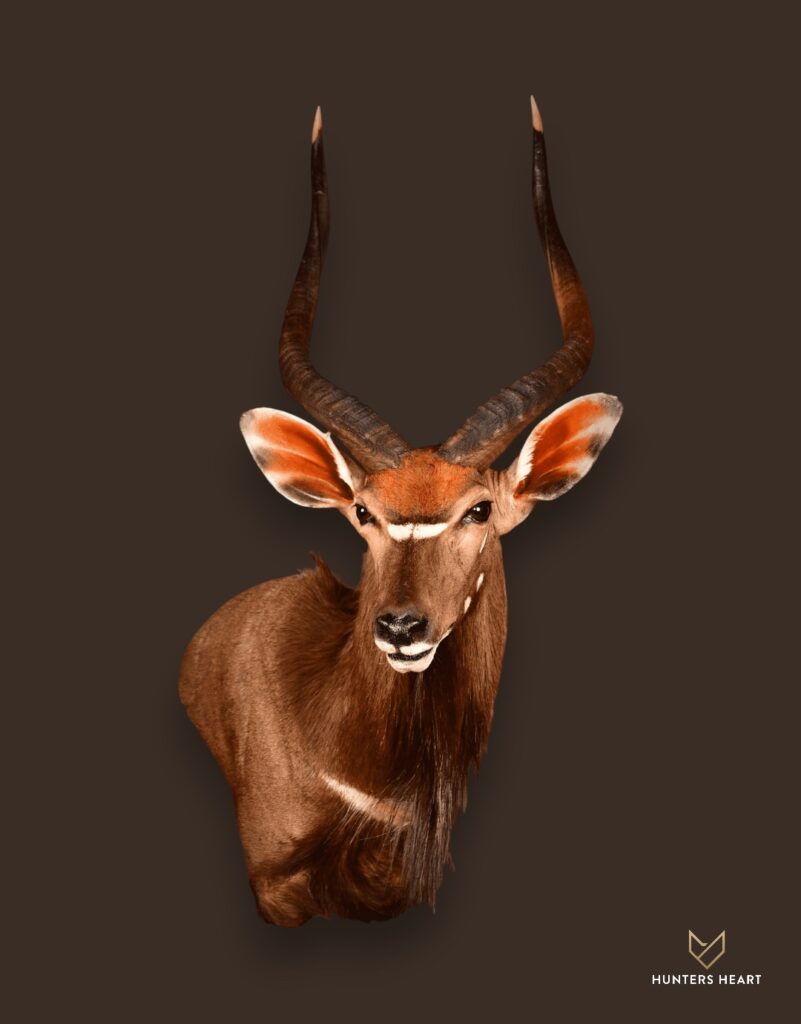 ALT TEXT|Nyala Wall Mount Taxidermy - Heritage Quality