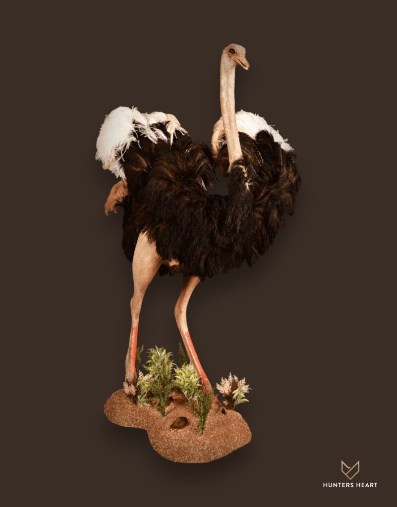 ALT TEXT|Ostrich Life-Size mount Taxidermy - Premium Edition