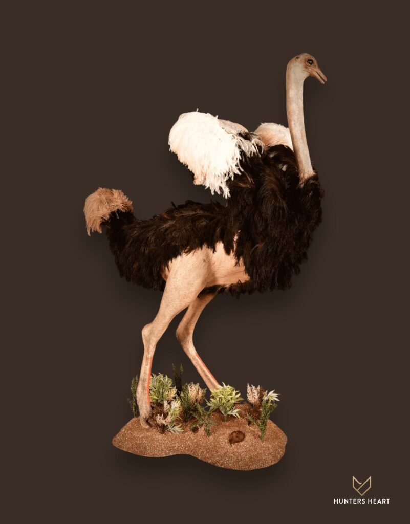 ALT TEXT|Ostrich Life-Size mount Taxidermy - Exclusive Mount